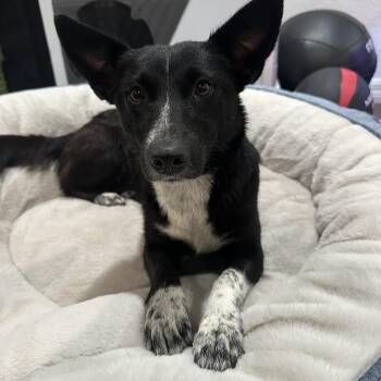Corgi and Cattle Dog Dogs Available for Adoption in San Diego, California - Musical | PetCurious