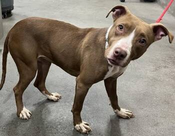 Pit Bull Terrier Dogs Available for Adoption - ARCADIA | PetCurious