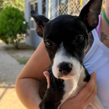 Marissa -  Pit Bull Terrier and Rat Terrier Dog for Adoption in Austin, Texas - Marissa | PetCurious