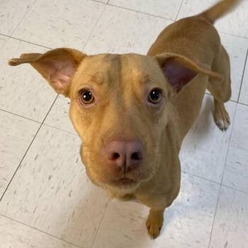 Mixed Breed Dogs Available for Adoption in Bentonville, Arkansas - Katherine | PetCurious