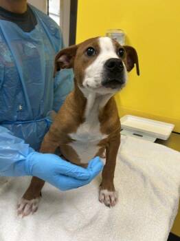 Gator -  Mixed Breed Dog for Adoption in Raleigh, North Carolina - Gator | PetCurious
