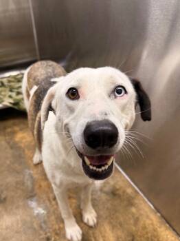 Rescue Mixed Breed Dogs for Adoption in Lake City, Arkansas - Martina | PetCurious