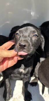 Zee -  American Bulldog Dog for Adoption in Mobile, Alabama - Zee | PetCurious