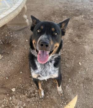 Spooky -  Rottweiler and Australian Cattle Dog Blue Heeler Dog for Adoption in Sierra Vista, Arizona - Spooky | PetCurious