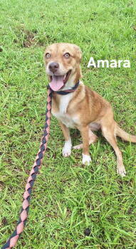 Rescue Vizsla and Carolina Dog Dogs for Adoption in Virginia Beach, Virginia - Amara | PetCurious