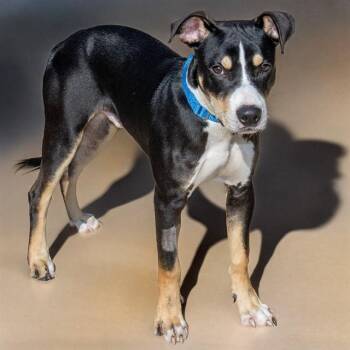 MARACAS -  Beagle and Labrador Retriever Dog for Adoption in St. Louis, Missouri - MARACAS | PetCurious