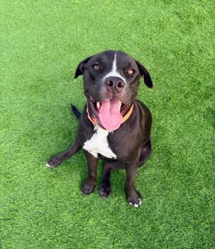 Bub -  Pit Bull Terrier Dog for Adoption in Evergreen, Colorado - Bub | PetCurious