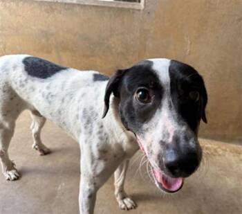 ARIES -  Pointer and Mixed Breed Dog for Adoption in Chula Vista, California - ARIES | PetCurious