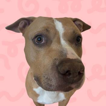 Temptest -  Pit Bull Terrier Dog for Adoption in Reno, Nevada - Temptest | PetCurious