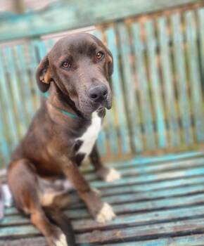 Rescue Labrador Retriever and Chocolate Labrador Retriever Dogs for Adoption in Manhasset, New York - Gizmo | PetCurious