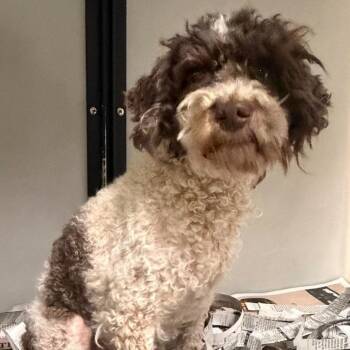 Meisha -  Miniature Poodle Dog for Adoption in Washington, District Of Columbia - Meisha | PetCurious
