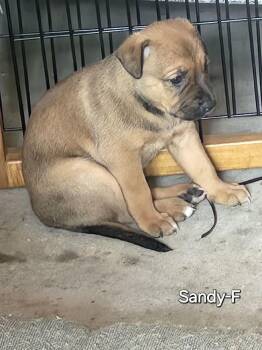 Sandy -  Labrador Retriever Dog for Adoption in Penns Grove, New Jersey - Sandy | PetCurious