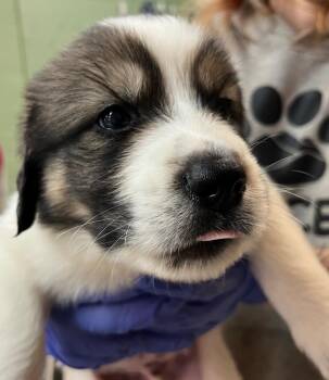 Great Pyrenees and Mixed Breed Dogs Available for Adoption - Hatteras | PetCurious