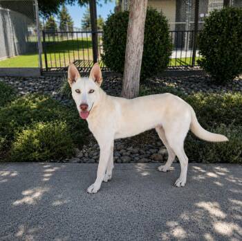 Koda -  Shepherd and Husky Dog for Adoption in Lathrop, California - Koda | PetCurious