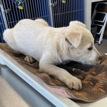 108248 -  Mixed Breed Dog for Adoption in Las Cruces, New Mexico - 108248 | PetCurious