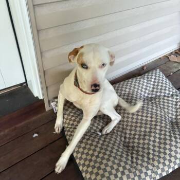 Rescue Hound and Mixed Breed Dogs for Adoption in Rossville, Georgia - Azul | PetCurious