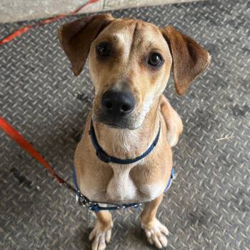 Rescue Mixed Breed Dogs for Adoption in Berwick, Maine - ROO - FOSTERED IN MAINE | PetCurious
