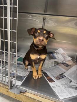26-0510D -  Mixed Breed Dog for Adoption in Sorrento, Louisiana - 26-0510D | PetCurious