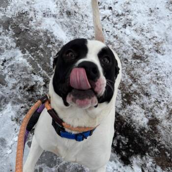 Pit Bull Terrier Dogs Available for Adoption - Dill | PetCurious