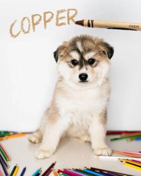 Mixed Breed Dogs Available for Adoption - Copper | PetCurious