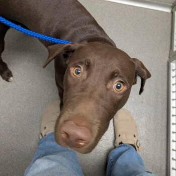 Labrador Retriever Dogs Available for Adoption in Des Moines, Iowa - Rudy | PetCurious