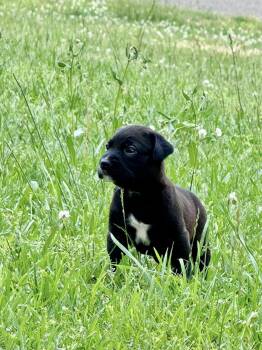 Crockett -  Labrador Retriever and Boxer Dog Available for Adoption in Kimberlin Heights, Tennessee - Crockett | PetCurious