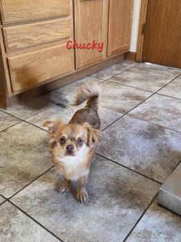 Chihuahua Dogs Available for Adoption - Chucky | PetCurious