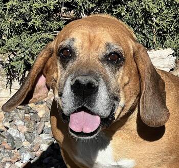 Mystical Ms Mindi - SWEET Cuddler -  Basset Hound Dog for Adoption in North Valley, New Mexico - Mystical Ms Mindi - SWEET Cuddler | PetCurious