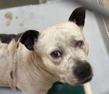 Pit Bull Terrier and Mixed Breed Dogs Available for Adoption - CHARLIE | PetCurious