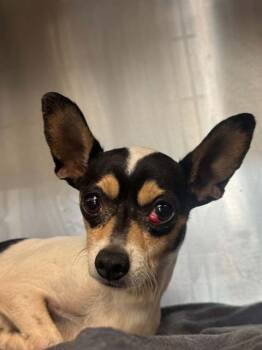 JOE -  Mixed Breed Dog for Adoption in Dallas, Texas - JOE | PetCurious