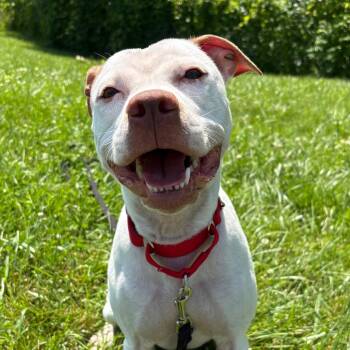 Scarlett -  Mixed Breed Dog for Adoption in South Burlington, Vermont - Scarlett | PetCurious