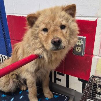Chow Chow Dogs Available for Adoption - Kiki/Lucy | PetCurious