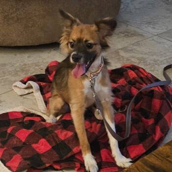 Rescue Papillon and Chihuahua Dogs for Adoption in Phoenix, Arizona - Kiwi | PetCurious