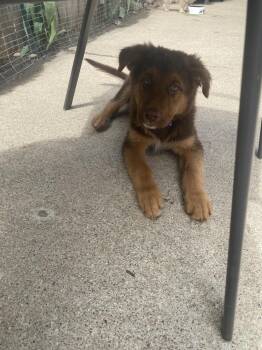 Mixed Breed and Labrador Retriever Dogs Available for Adoption in Plymouth, Michigan - Luigi | PetCurious