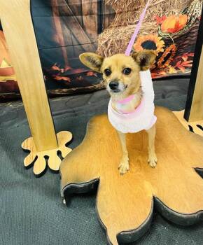 Rescue Chihuahua and Mixed Breed Dogs for Adoption in Globe, Arizona - FOXY | PetCurious