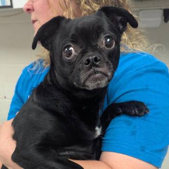 Frisbee -  Pug and Chihuahua Dog for Adoption in Evansville, Indiana - Frisbee | PetCurious