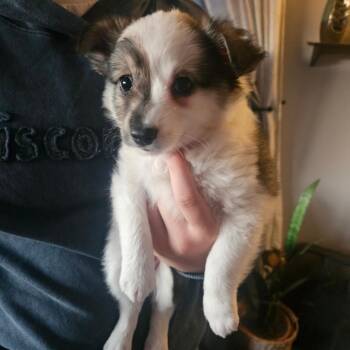Alex -  American Eskimo Dog and Shetland Sheepdog Sheltie Dog for Adoption in Tomah, Wisconsin - Alex | PetCurious