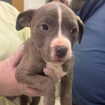 Mixed Breed Dogs Available for Adoption - Uniqua | PetCurious