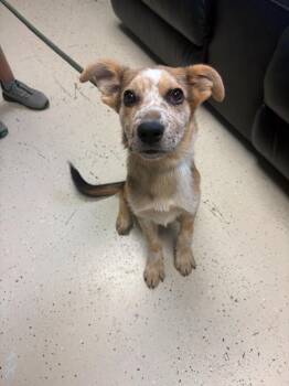 Dill Pickle -  Cattle Dog and Shepherd Dog for Adoption in Blountville, Tennessee - Dill Pickle | PetCurious