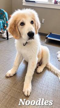 Noodles Yrly 391 -  Great Pyrenees and Anatolian Shepherd Dog for Adoption in Sidney, Ohio - Noodles Yrly 391 | PetCurious