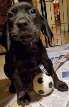 Rescue Beagle and English Springer Spaniel Dogs for Adoption in Pottstown, Pennsylvania - Hershey | PetCurious