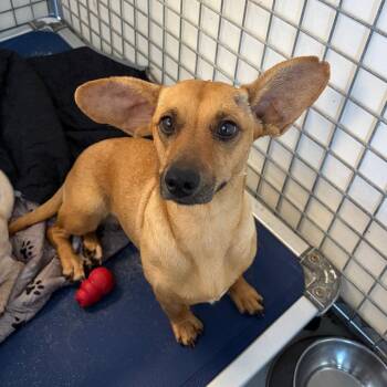 RAVEN -  Chihuahua and Dachshund Dog for Adoption in Chico, California - RAVEN | PetCurious