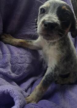 Pistachio -  Catahoula Leopard Dog Dog for Adoption in Boca Raton, Florida - Pistachio | PetCurious