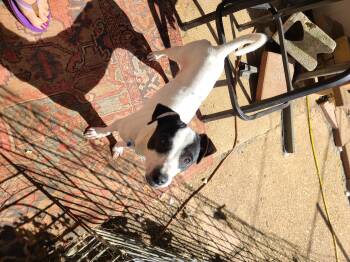 Chihuahua and Basset Hound Dogs Available for Adoption - Bug Bug | PetCurious