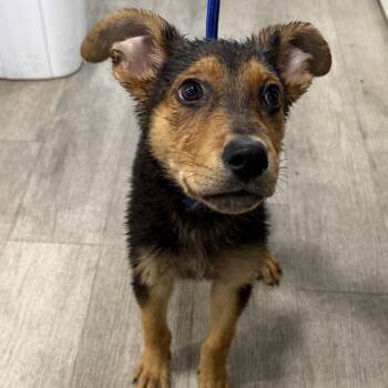 Ryan -  German Shepherd Dog Dog for Adoption in Waldorf, Maryland - Ryan | PetCurious