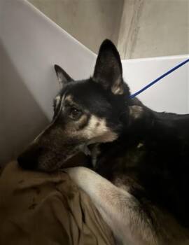 LEANNE -  German Shepherd Dog Dog for Adoption in San Bernardino, California - LEANNE | PetCurious