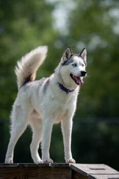 Eugene -  Husky Dog for Adoption - Eugene | PetCurious