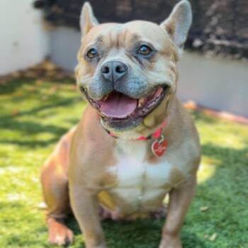 Honeycomb (Honey) -  French Bulldog and Pit Bull Terrier Dog for Adoption in Colorado Springs, Colorado - Honeycomb (Honey) | PetCurious