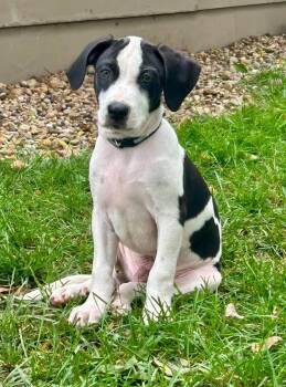 Skye Lewis -  Mixed Breed Dog for Adoption in Clinton, Wisconsin - Skye Lewis | PetCurious