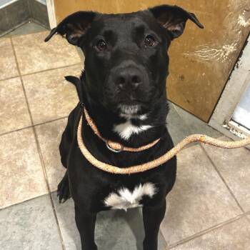 Mickey -  Mixed Breed Dog for Adoption in Chattanooga, Tennessee - Mickey | PetCurious
